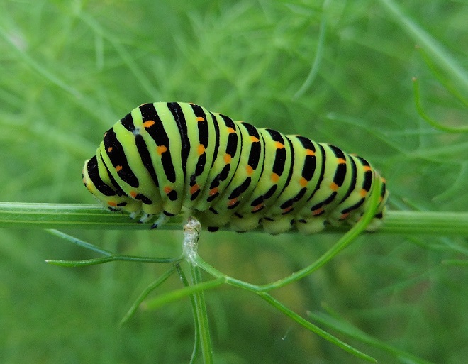 Bruchi Papilio machaon